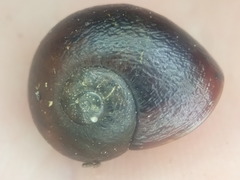 Rhytida australis