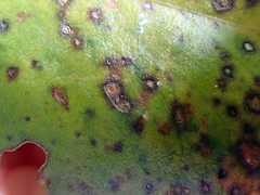 Puccinia otagensis