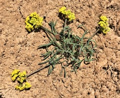 Lomatium farinosum
