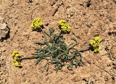 Lomatium farinosum