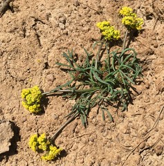 Lomatium farinosum