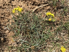 Lomatium farinosum