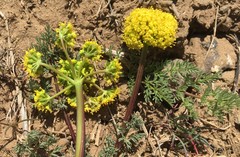 Lomatium quintuplex