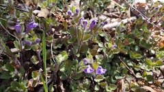 Scutellaria tuberosa