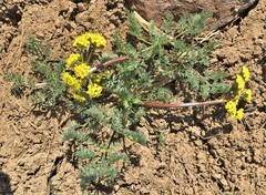 Lomatium quintuplex