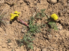 Lomatium quintuplex