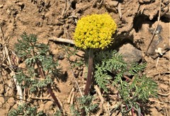 Lomatium quintuplex