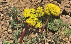 Lomatium quintuplex