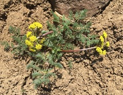 Lomatium quintuplex