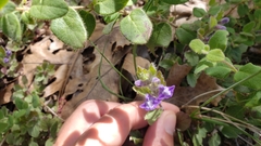 Scutellaria tuberosa