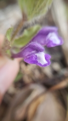 Scutellaria tuberosa