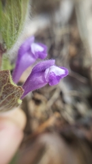 Scutellaria tuberosa