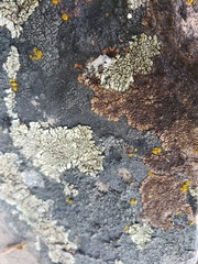 Myriospora smaragdula