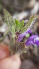 Scutellaria tuberosa