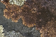 Myriospora smaragdula