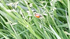 Hippodamia convergens