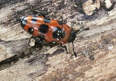 Episcaphula australis