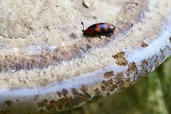 Episcaphula australis