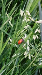 Hippodamia convergens