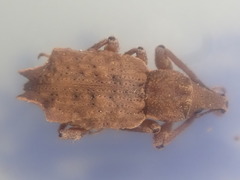 Inophloeus sternalis