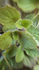 Scutellaria tuberosa