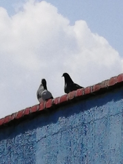 Columba livia domestica