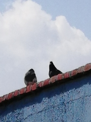 Columba livia domestica