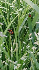 Hippodamia convergens