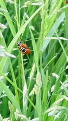 Hippodamia convergens