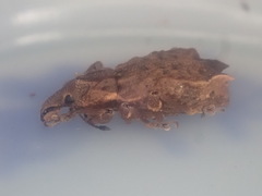 Inophloeus sternalis