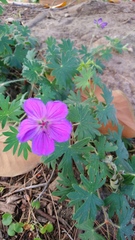 Geranium