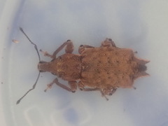 Inophloeus sternalis