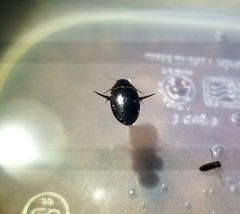 Thermonectus basillaris