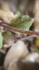 Scutellaria tuberosa