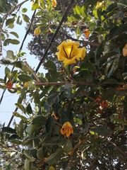 Solandra