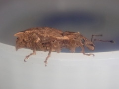 Inophloeus sternalis