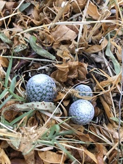 Mammillaria albiflora