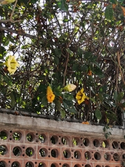 Solandra