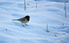 Junco hyemalis oreganus