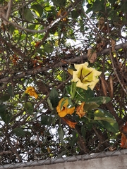 Solandra