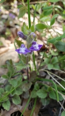 Scutellaria tuberosa