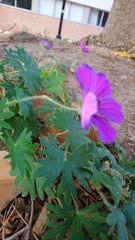 Geranium