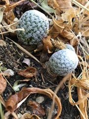 Mammillaria albiflora