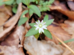 Stellaria corei