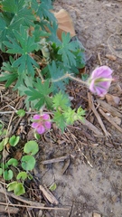 Geranium