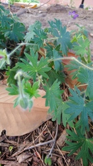 Geranium