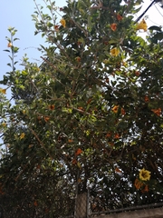 Solandra