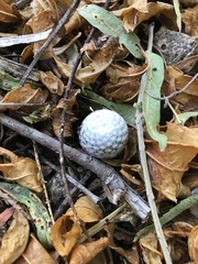 Mammillaria albiflora