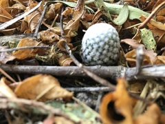 Mammillaria albiflora