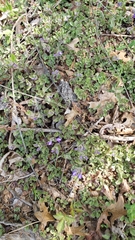 Scutellaria tuberosa